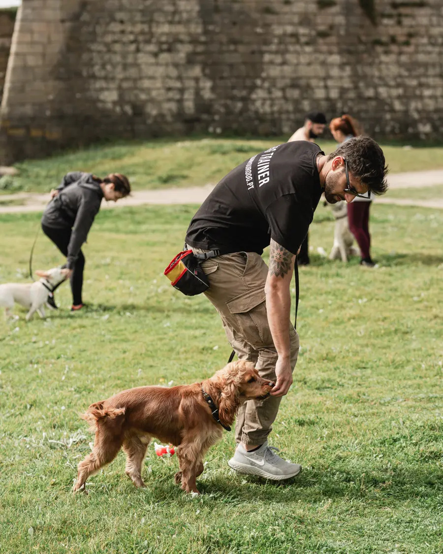 Treinador a trabalhar com um cão de pelo castanho num relvado
