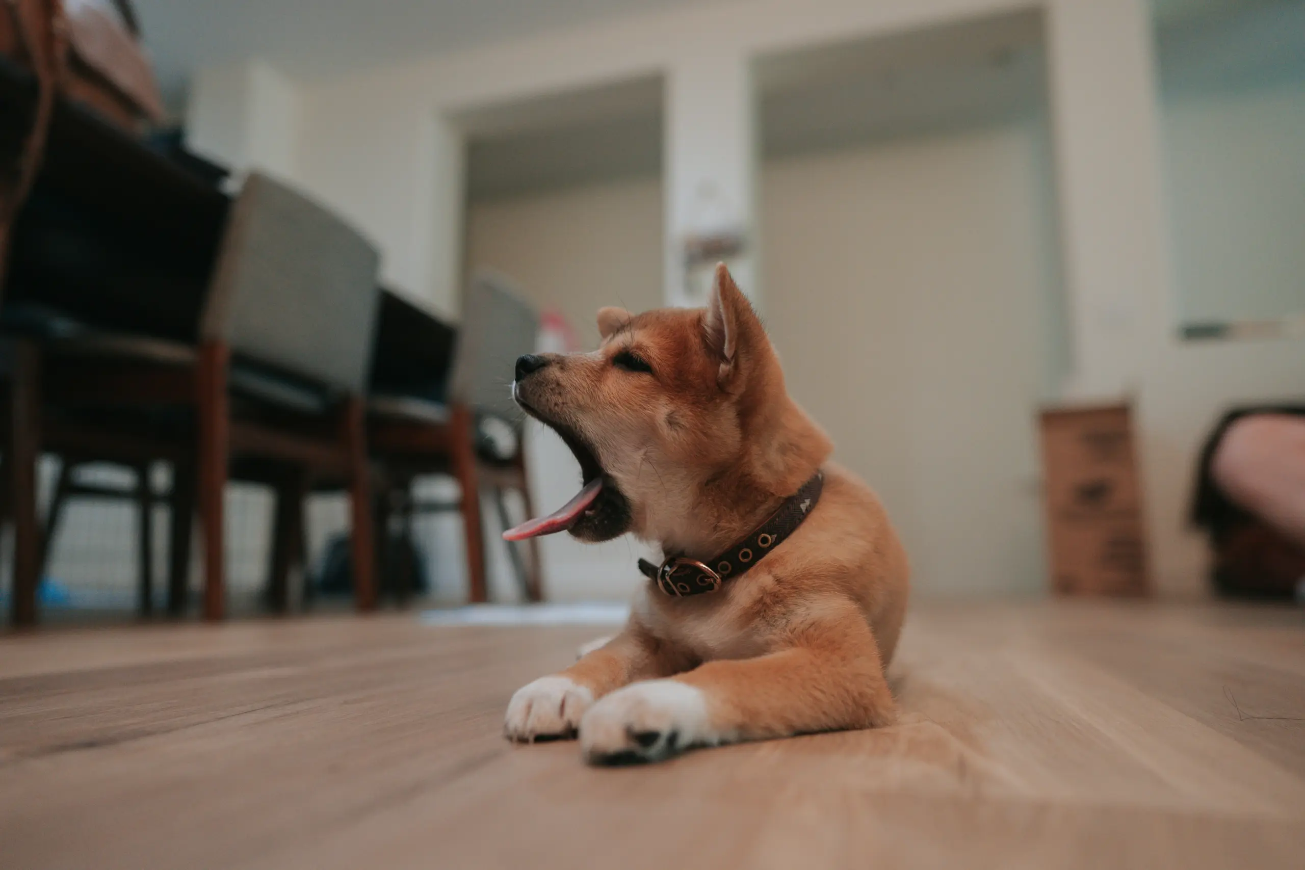 Cachorro Chora à Noite? Como Sobreviver às Primeiras Noites